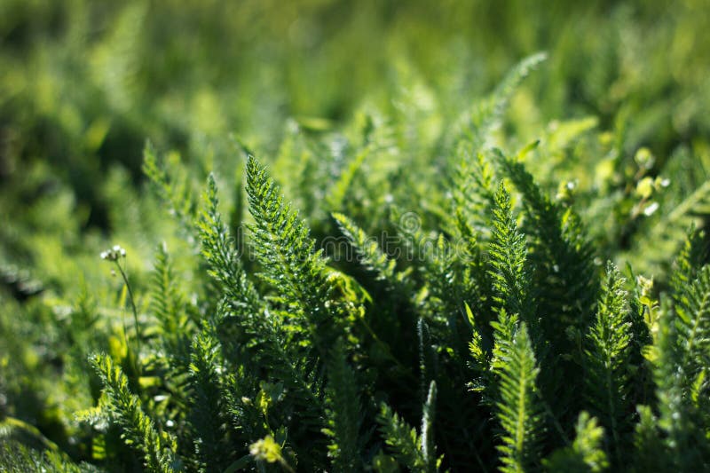Thick Green Juicy Grass Grows Spring on Lawn Stock Image Image of