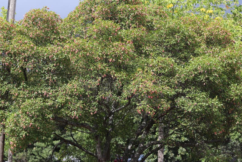 Thick Branches of a Tree with a Few Red Flowers Growing on it Stock