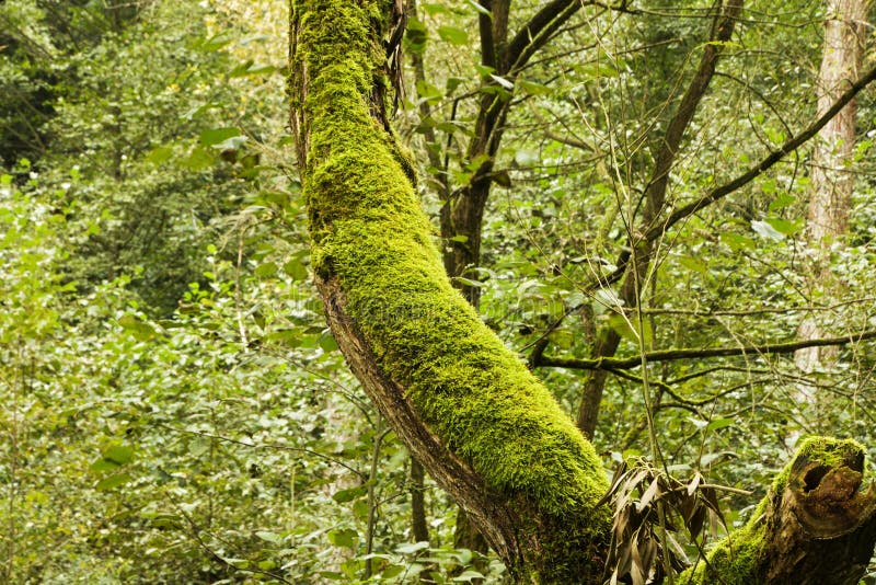 Thick curved trunk stock image