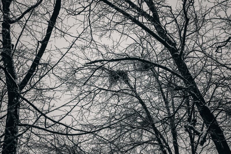 Thick Dark Forest, Black Trees. Background Texture of Tree Trunks Stock