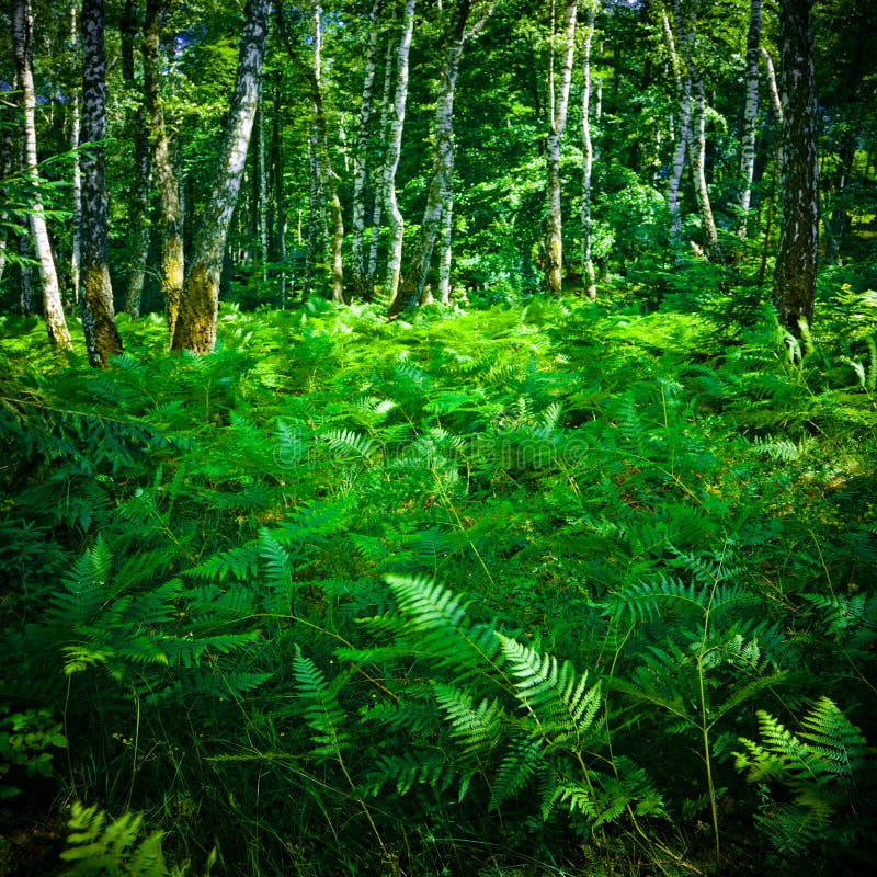 Thick fern