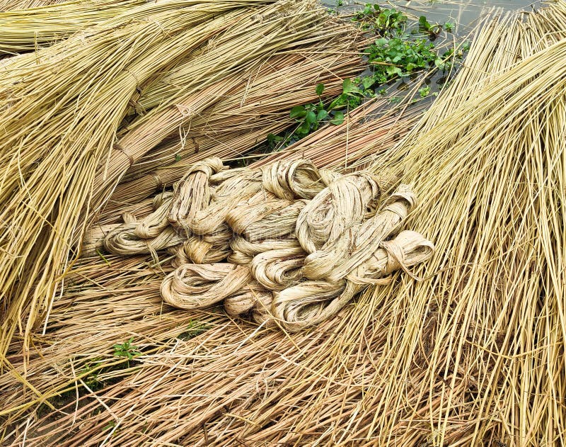 Jute vegetable fiber stock image. Image of pabna, grasslands 259074307
