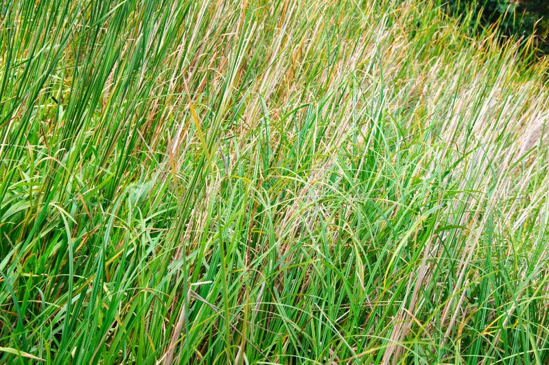Thick grass stock image. Image of outdoors, summer, plant 12553381