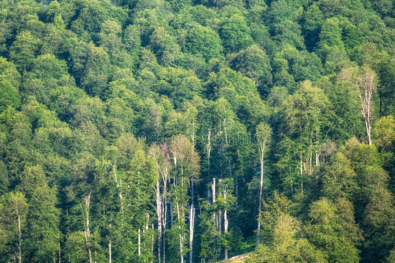 Thick Green Forest on the Hillside. Green Colors in the Mountain Forest