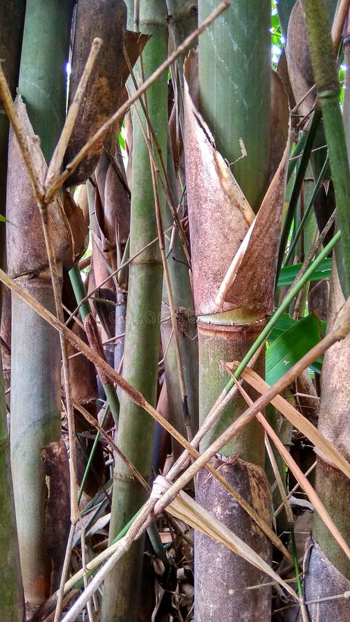 Thick growing bamboo stock image. Image of flower, thick 269562171