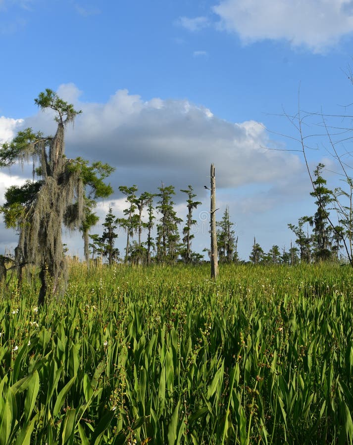 Wetlands And Marsh Area In Beaufort South Carolina, At Low Tide On A