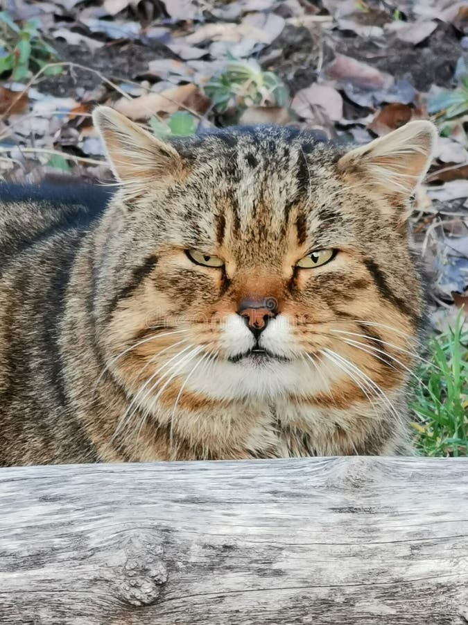 Bully Tabby  Cat Near Cactus Flower Stock Photo Image of 