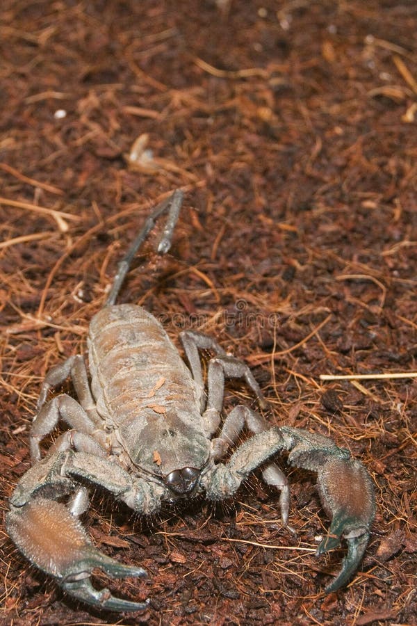 Thick Tailed Scorpion (Tityus Sp.) Stock Image - Image of tityus, nature: 15884335 Thick Tailed Scorpion (Tityus Sp.) Stock Image - Image of tityus, nature: 15884335