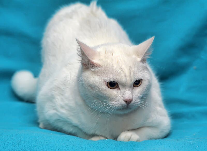 Thick white cat stock image. Image of lovely, background 44679521