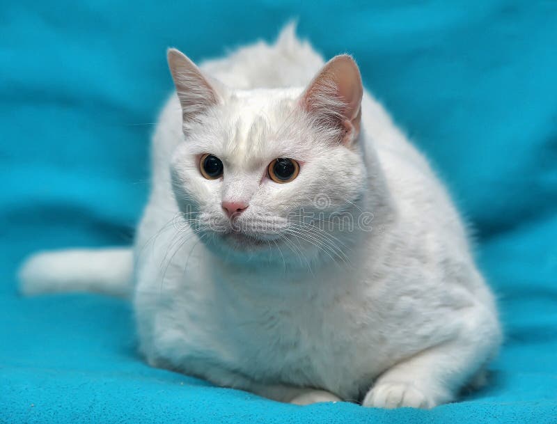 Thick white cat stock image. Image of delectable, charming 44679291