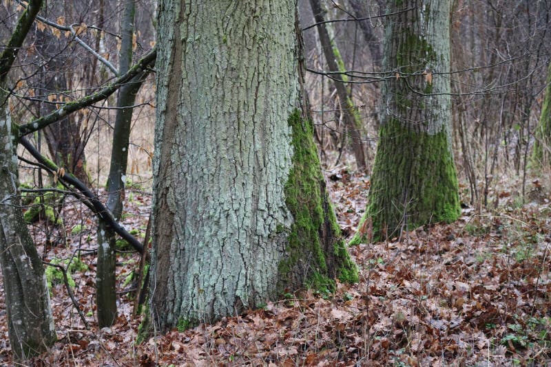 A Thicker Trunk of an Oak Tree Stock Image Image of foliage, moss