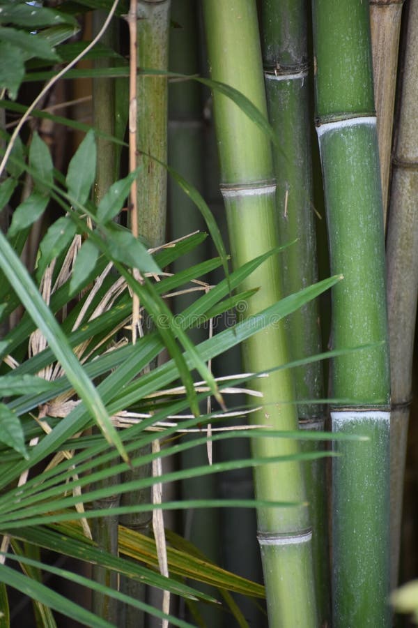 Thicket of Bamboo Tree Trunks and Leaves Stock Image - Image of nbrown ...