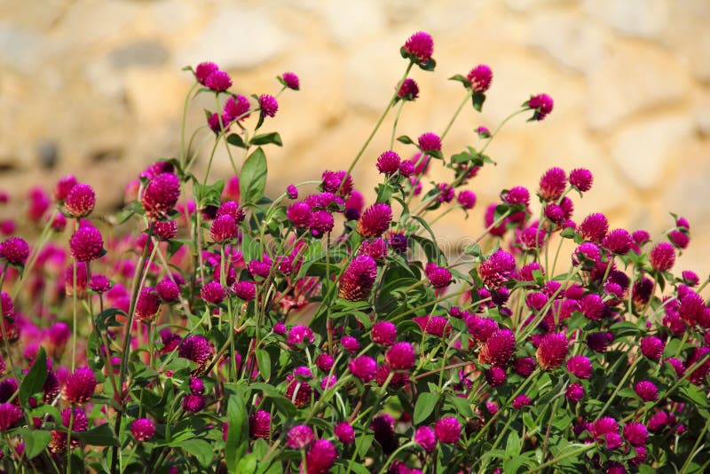 Thickets of red clover