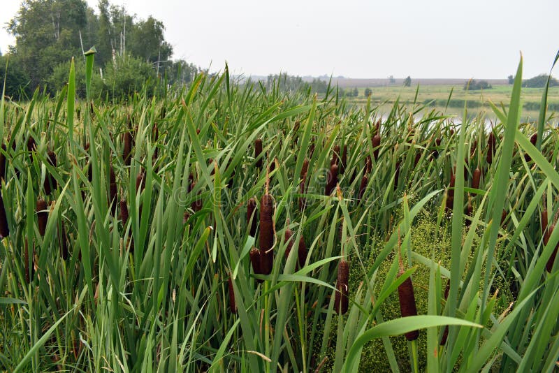 Cane bushes on a pond in the summer royalty free stock photography Cane bushes on a pond in the summer royalty free stock photography