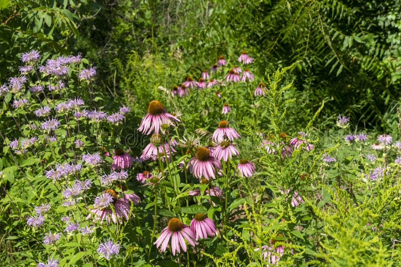 751 Drooping Petals Photos Free & RoyaltyFree Stock Photos from