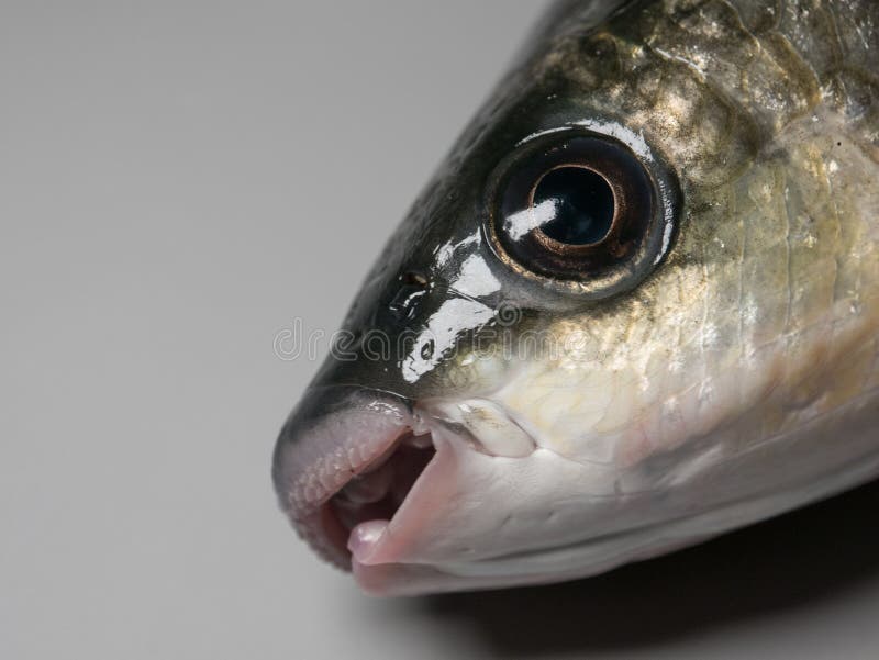 Thick lipped grey mullet fish, head and eye on grey background