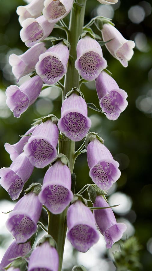 Thimble Plant stock image. Image of thimble, bloom, plant 46401435