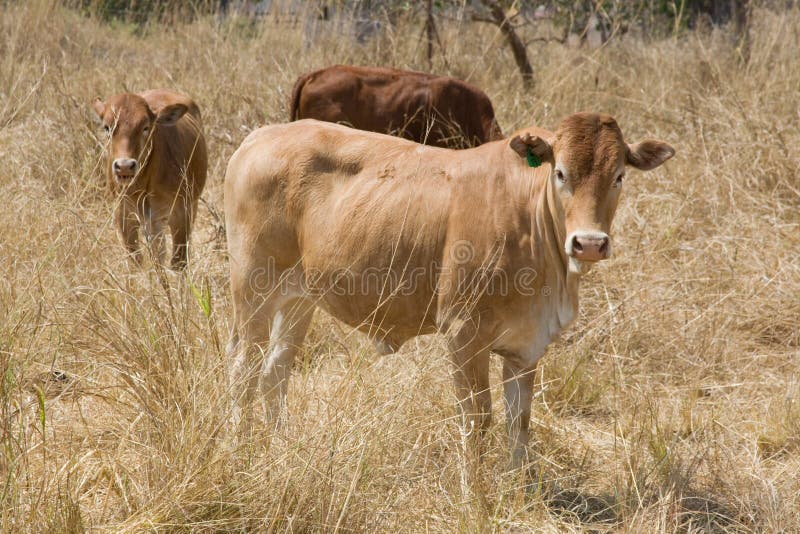 Thin African cow stock photo. Image of cows, looks, grass 6434852