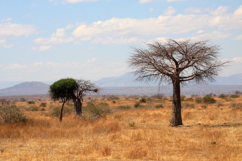 Thin Baobab Tree in African Savanna Stock Photo Image of flora, field 10161372