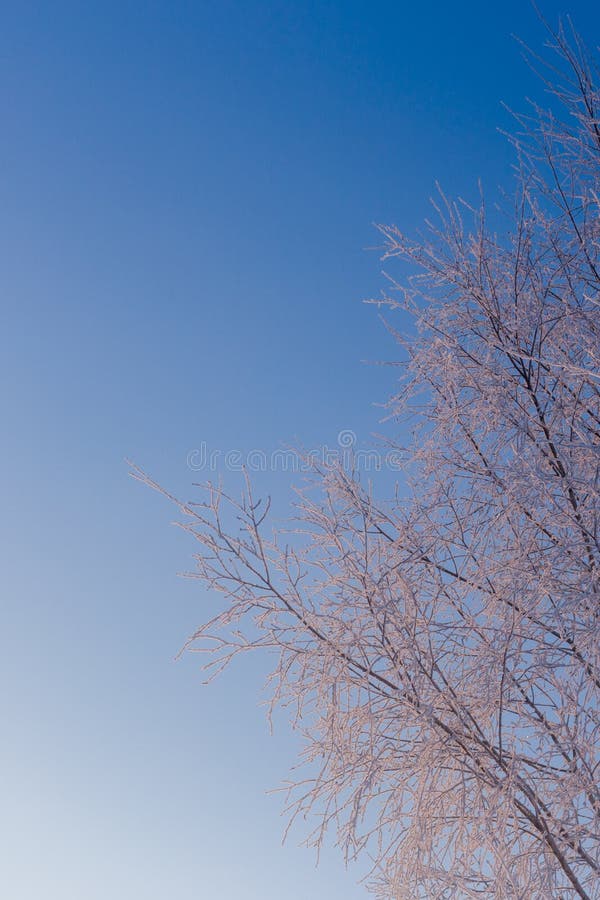 Thin Frosty Birch Branches On Clear Blue Gradient Sky Background At