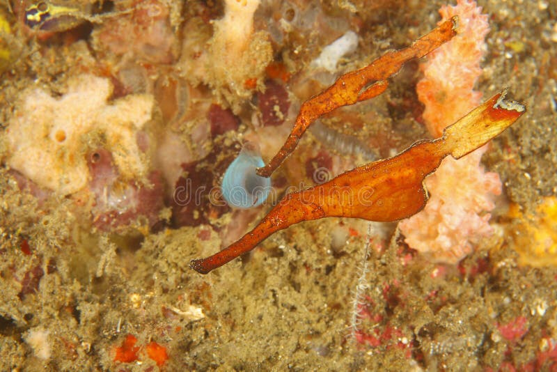 Thin Ghost pipefish