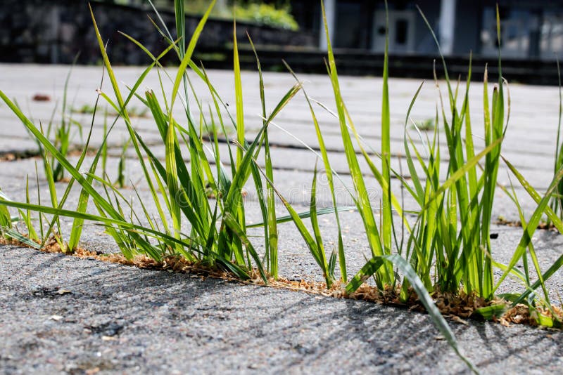 Thin Green Grass Grows from Concrete Closeup Stock Image Image of