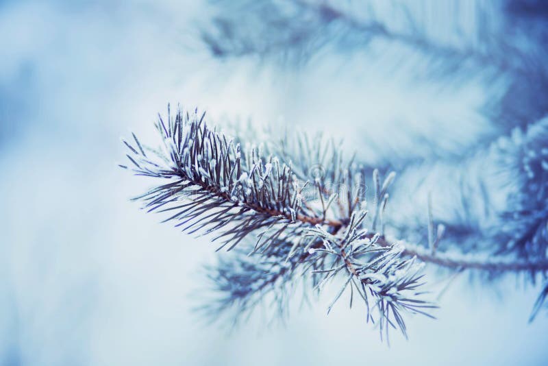 Thin pine branches with sharp long green needles are covered with frost on a cold winter day. Nature in January royalty free stock image