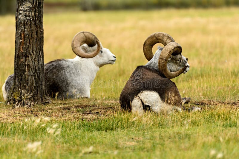 Thinhornschapen & x28; Ovis dalli& x29; in Yukon royalty-vrije stock foto Thinhornschapen & x28; Ovis dalli& x29; in Yukon royalty-vrije stock foto