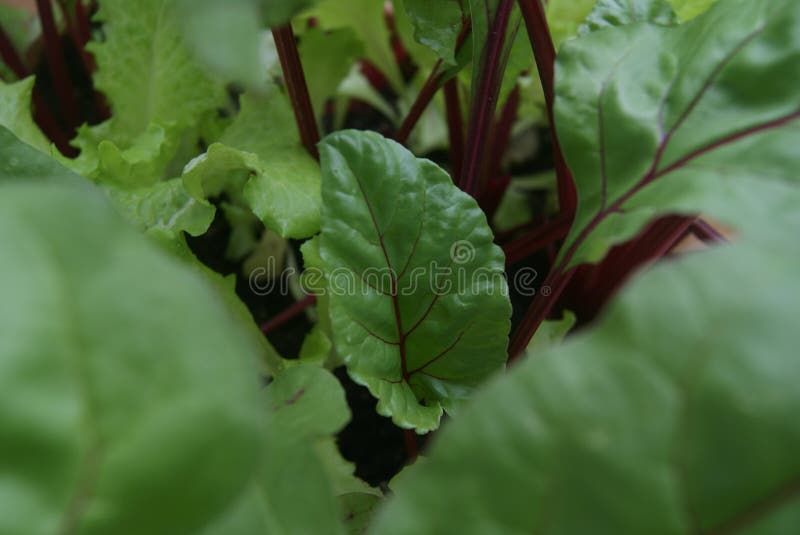 Going green. Think green eat healthy food stock photography Going green. Think green eat healthy food stock photography