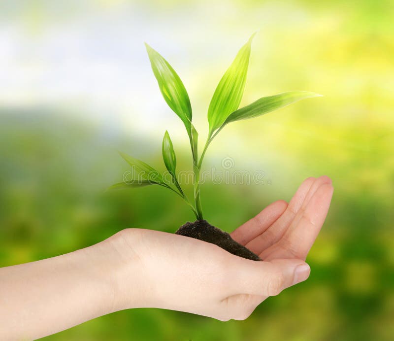 Think green and ecology concept. Hand with growing plant in soil adnd nature background. Think green and ecology concept. Hand with growing plant in soil adnd nature background.