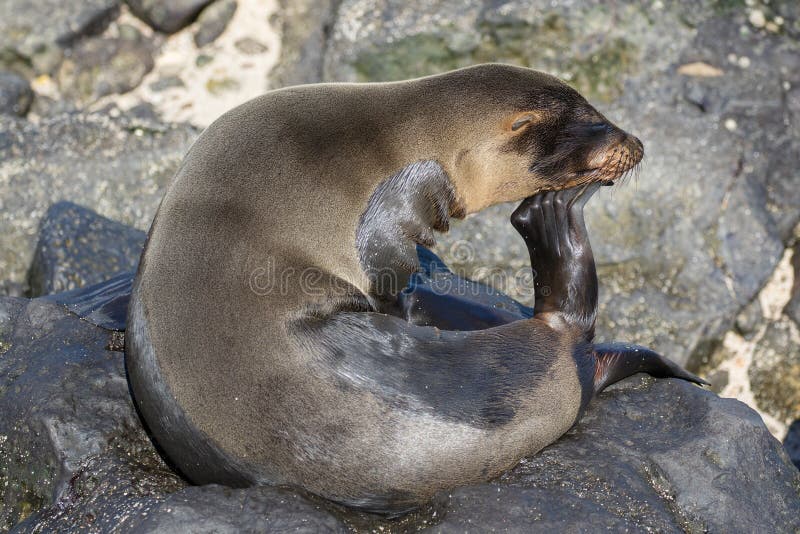 `The Thinker` Galapagos Sea Lion