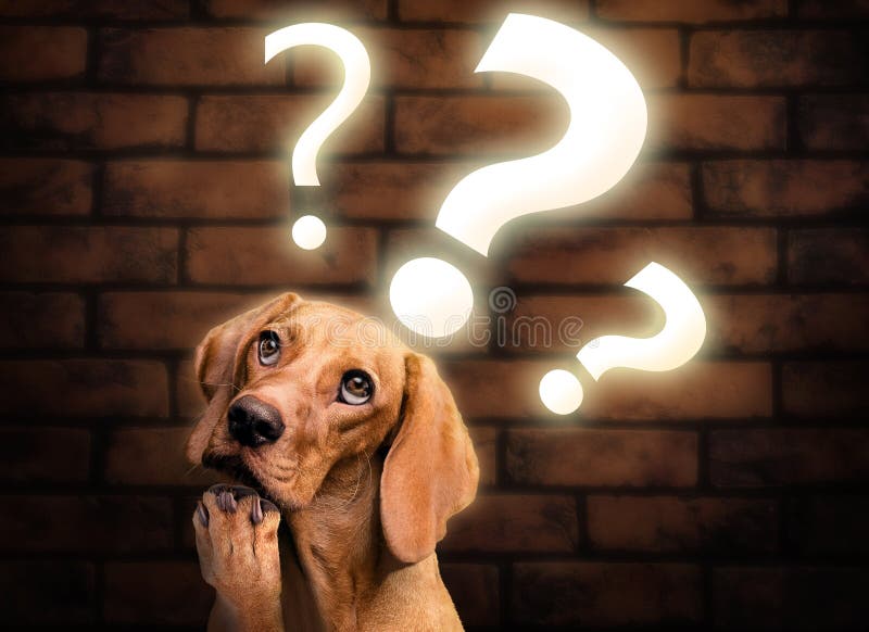 Thinking Dog with Question Mark Lights Stock Illustration
