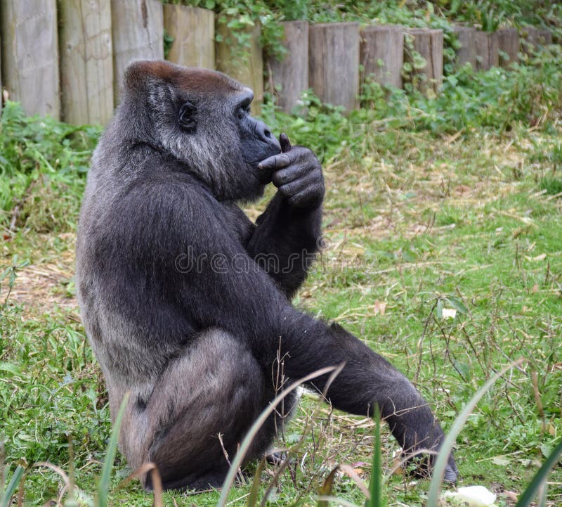 Cool pose handsome gorilla - Stock Photo [78228662] - PIXTA