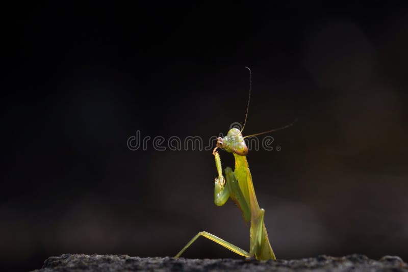 Thinking Mantis