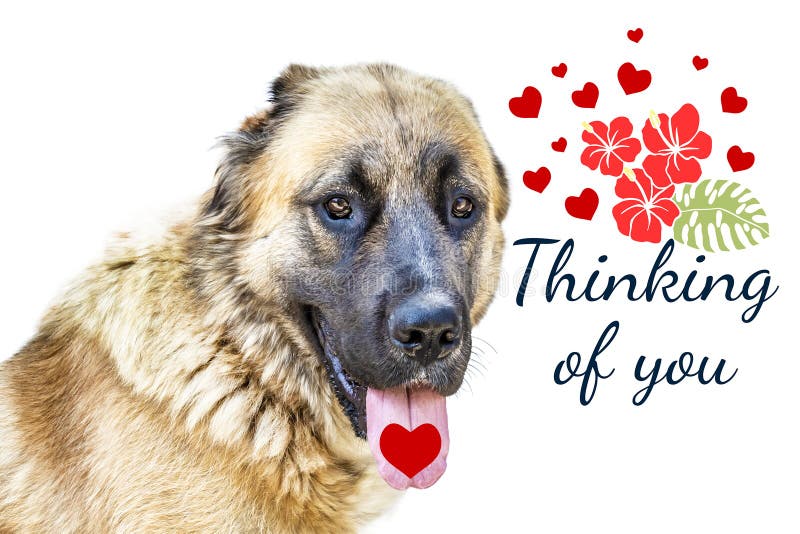 Thinking of You - Card. Guard Breed Dog. Caucasian Shepherd Dog for Three  Years. Isolated on a White Background. Portrait Stock Image - Image of  design, face: 156427499