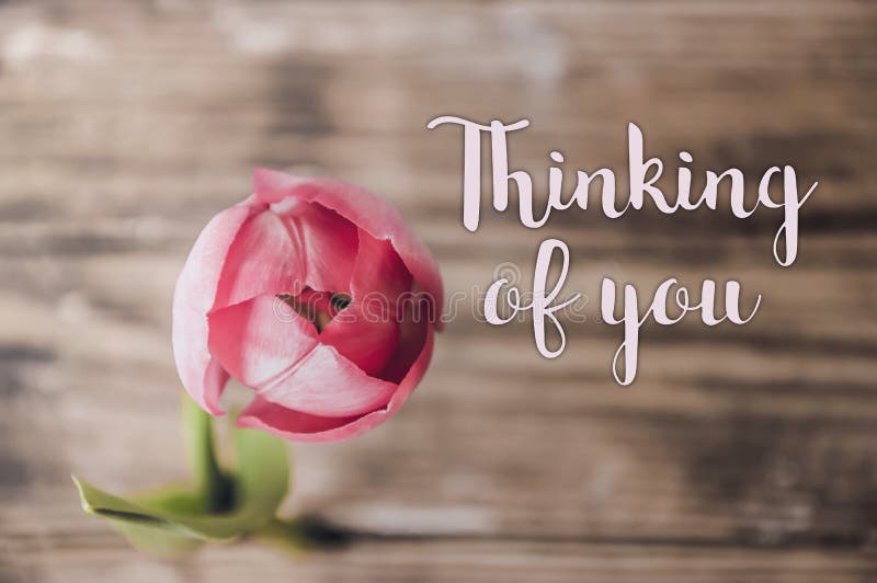 Thinking of you - card. pink, delicate tulip on a wooden blurred background