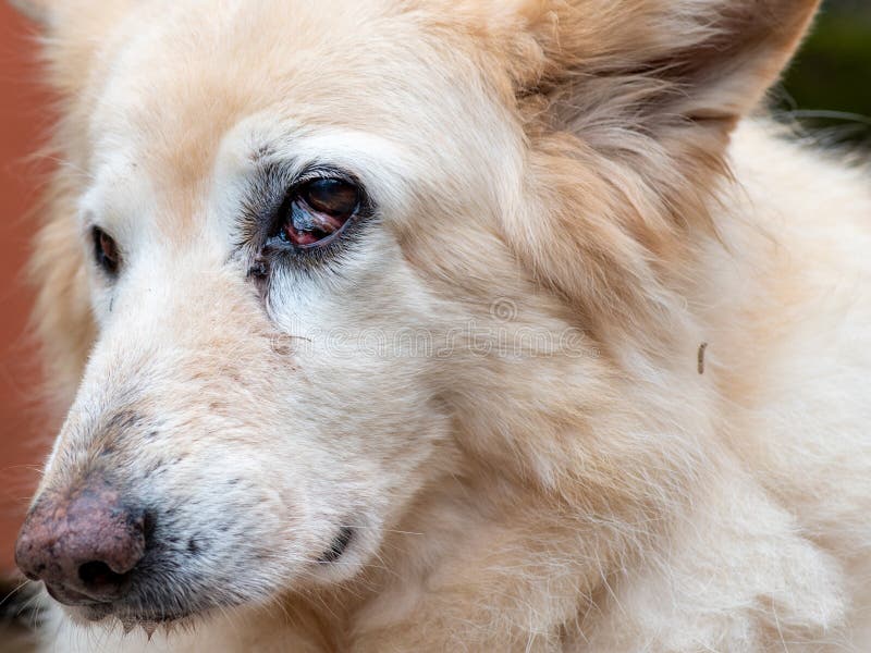 what causes third eyelid in dogs