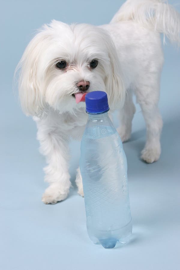 Thirsty royalty free stock photos Thirsty royalty free stock photos