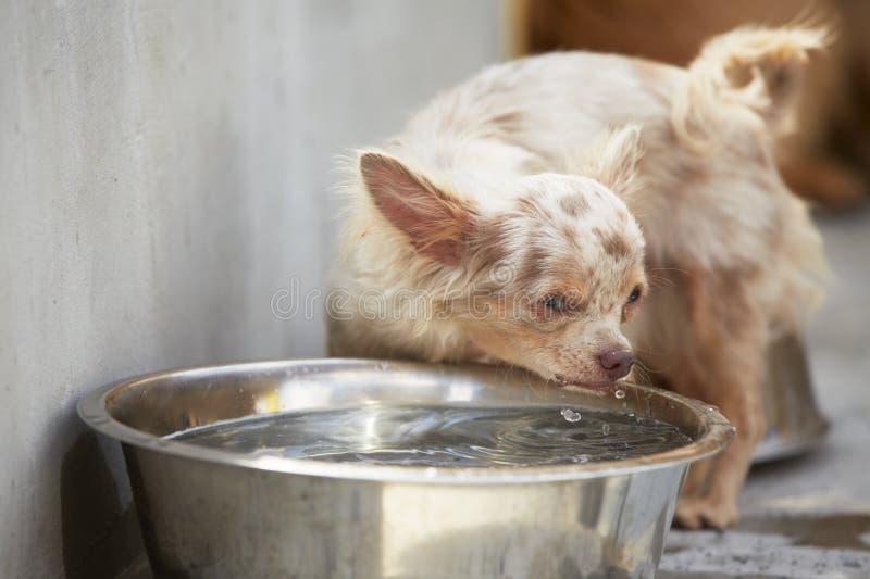 Thirsty dog stock photo. Image of close, tongue, lick 39246960