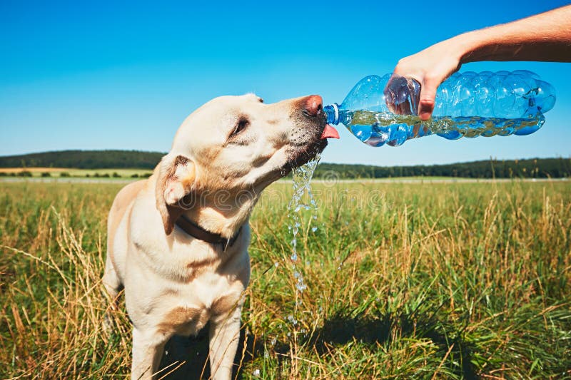 Thirsty dog in hot day