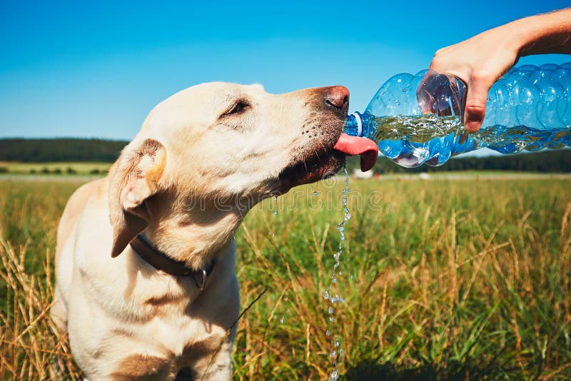 Thirsty dog in hot day