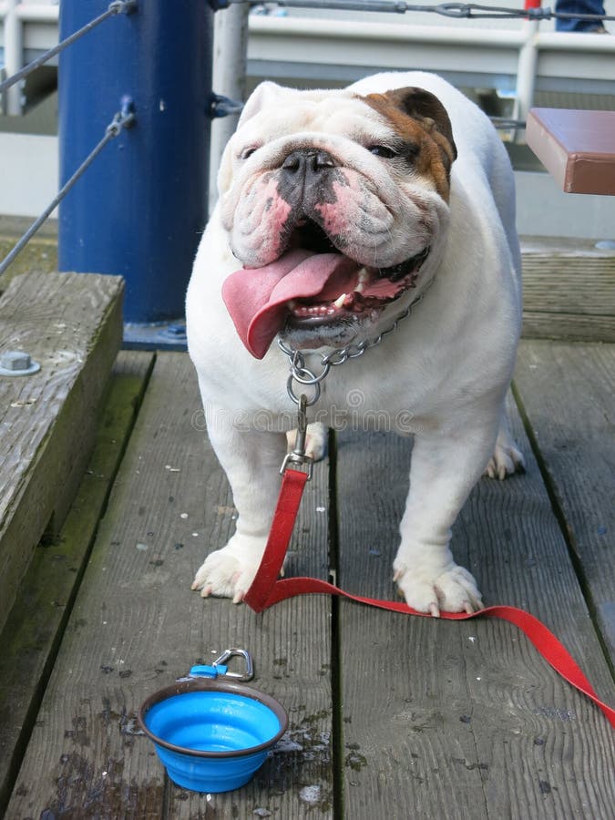 Thirsty dog stock image. Image of choice, british, bulldog 45526715