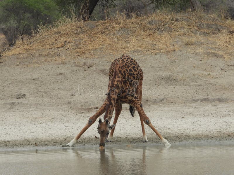 Thirsty Giraffe