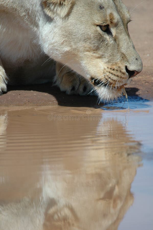 Thirsty lioness