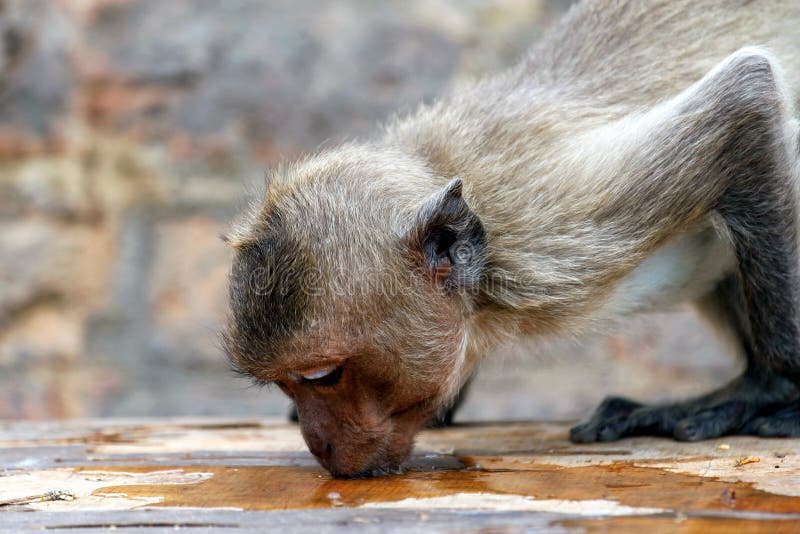 Thirsty monkey royalty free stock photo