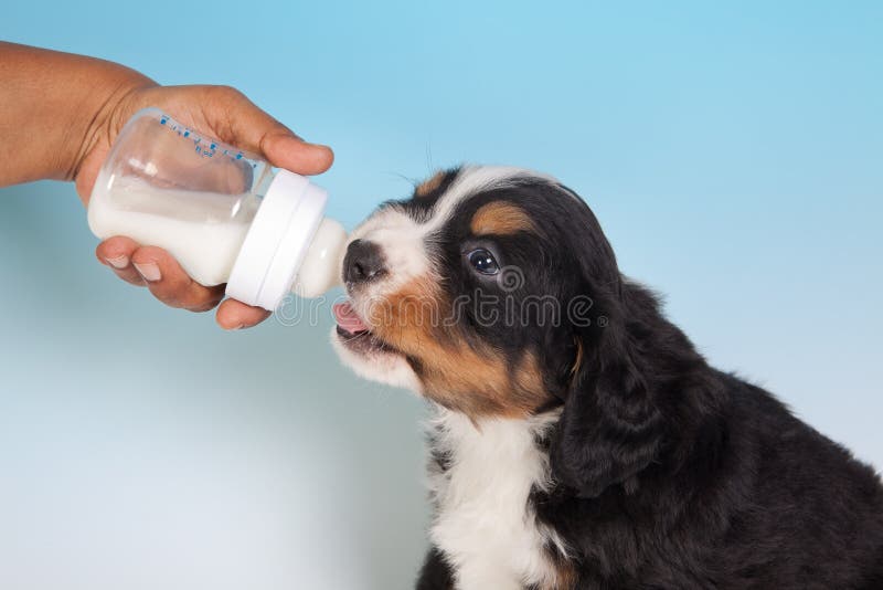 Thirsty 6 weeks old Bernese Mountain dog puppy drinking milk. Mountain milk stock images, royalty-free photos and pictures
