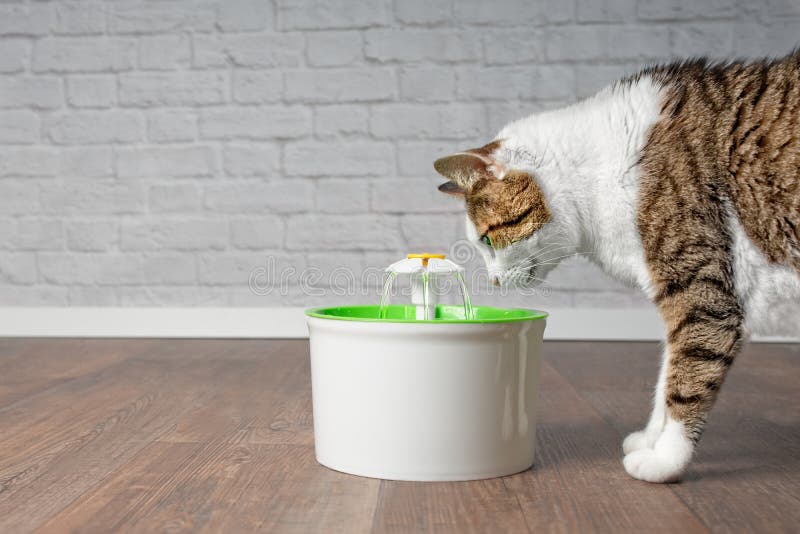 Thirsty tabby cat drinking water from a pet drinking fountain.