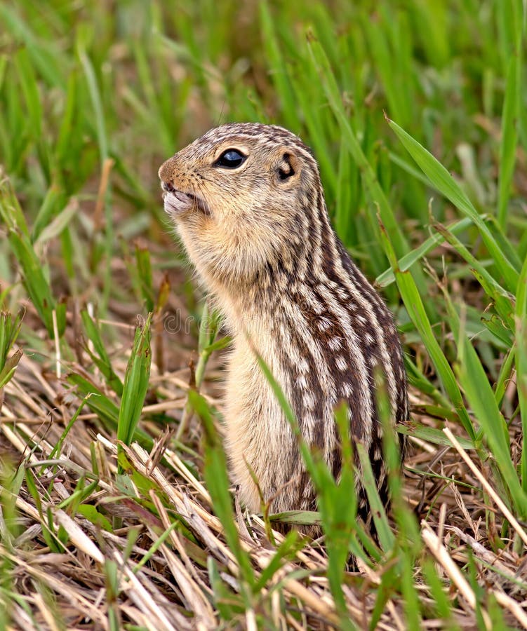 Thirteen-lined Ground Squirrel