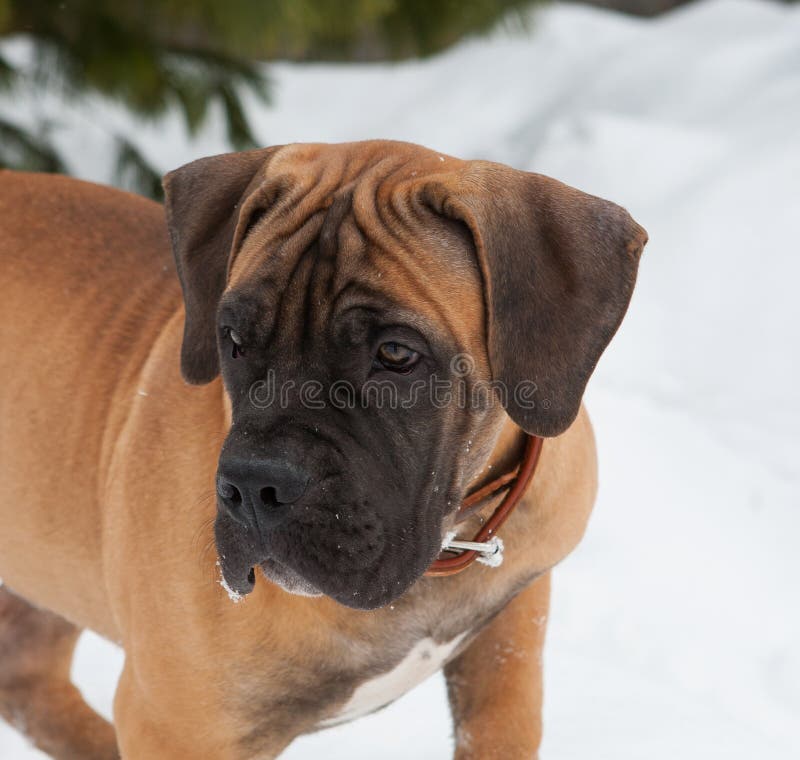 Thirty degrees below zero. Closeup portrait of a little puppy of rare breed South African Boerboel on the background of snow. South African Mastiff.