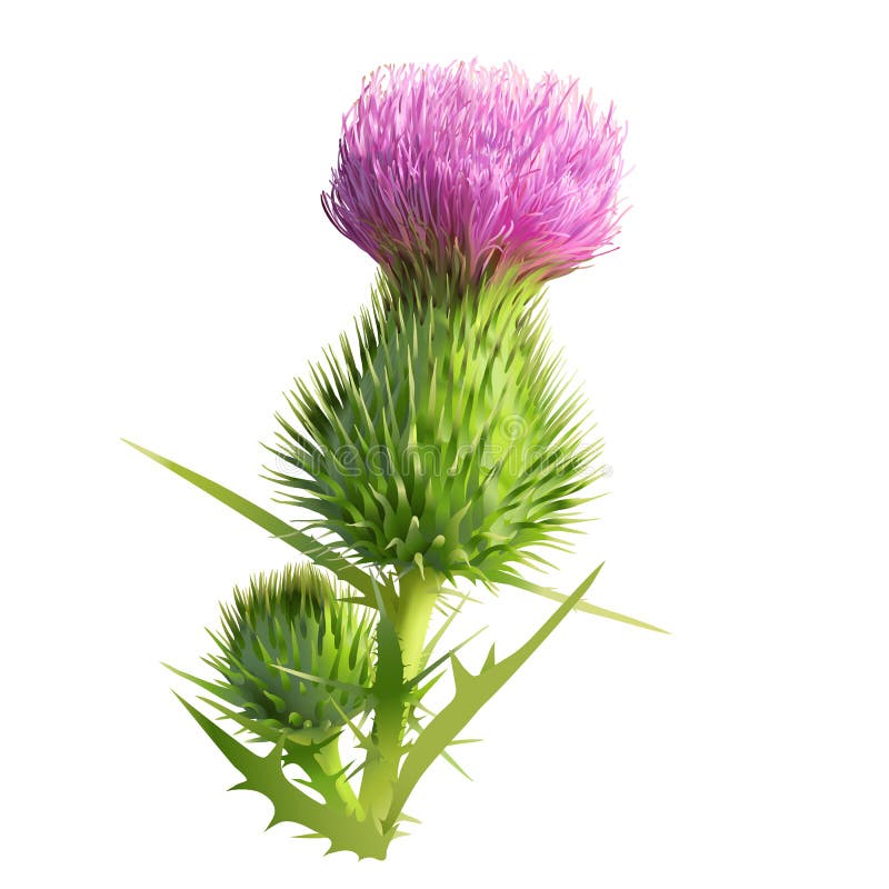 Thistle illustrazione vettoriale